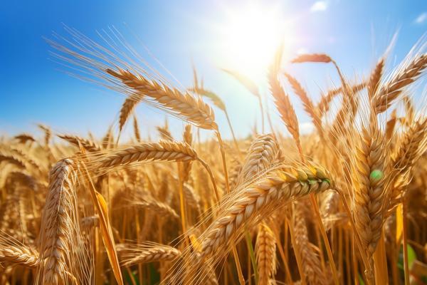 粮食种植专业大户贷款：支持农业规模化发展的融资新路径 图2
